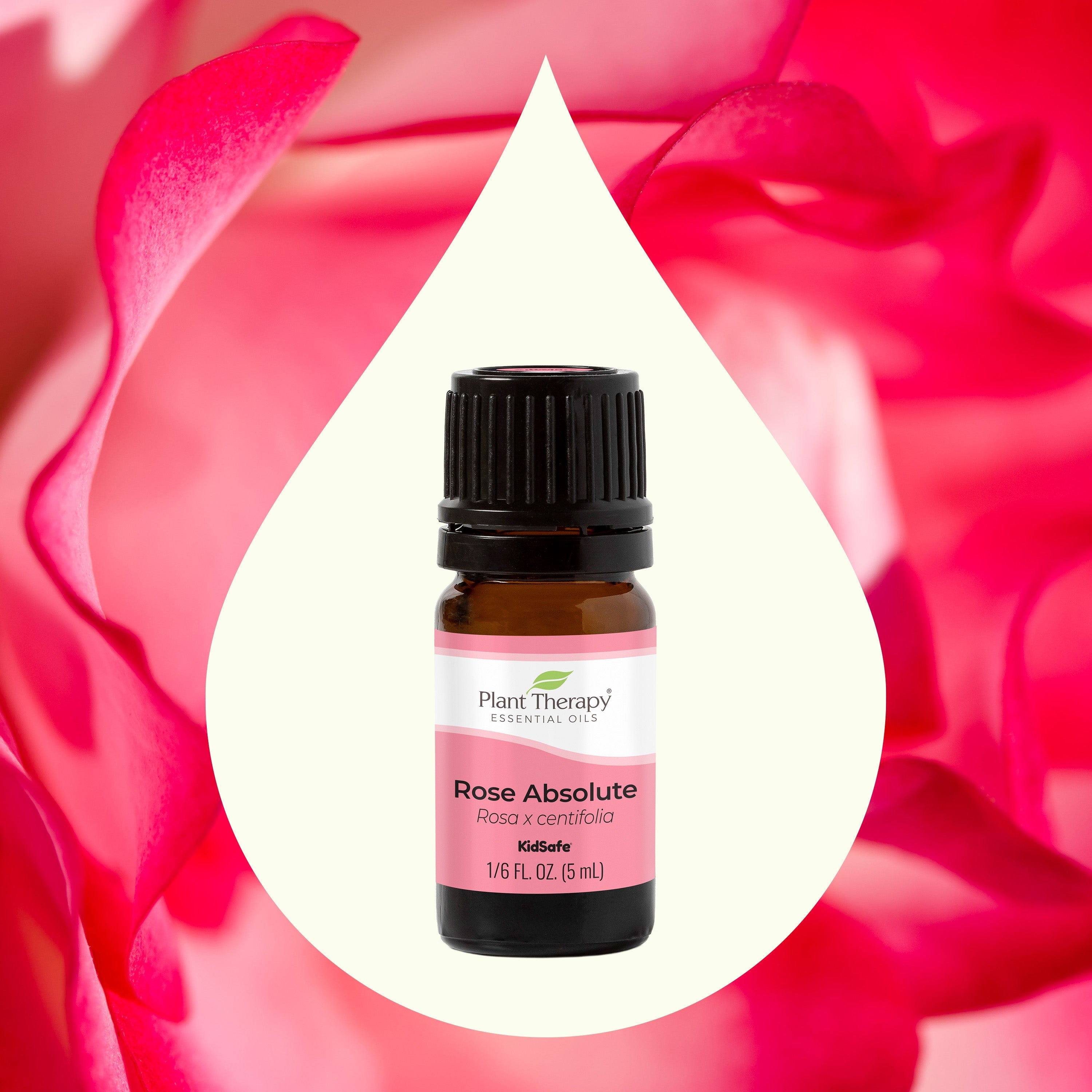 Rose Absolute Process Rose Absolute Essential Oil – The Autism Store